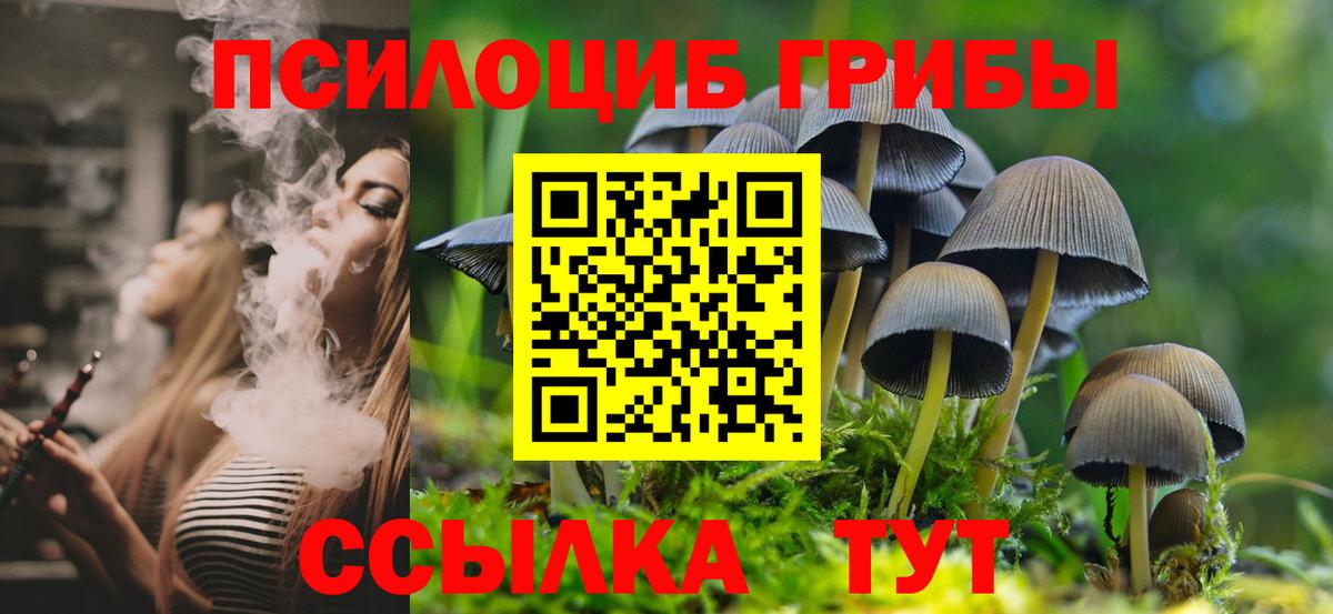 Псилоцибиновые грибы Cubensis  Вход с VPN  Кольчугино 